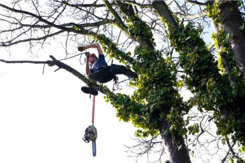 RAW Tree Care Ltd Wolverhampton RAW Tree Care Ltd Wolverhampton
